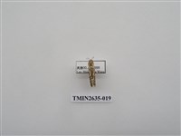 藏品(尺蛾162)的圖片